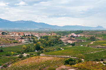 Fototapeta na wymiar vineyard fields of la rioja, spain