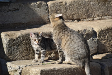 Obraz premium Katzenjunges mit Mutter