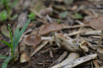 Mushroom next to a plant with water on the tip