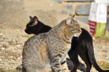 Katze