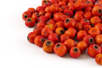 red hawthorn fruit, on white background
medicinal fruit red hawthorn, alternative medicine and hawthorn fruit,

