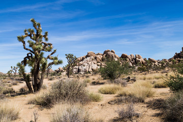 Boulders and Joshua Trees, Joshua Tree National Park, California.