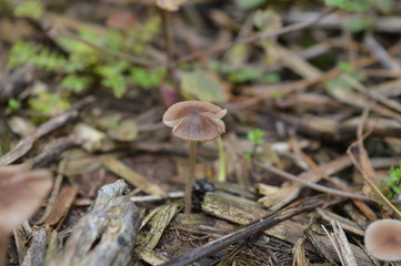 Small brown mushrooms growing in the field