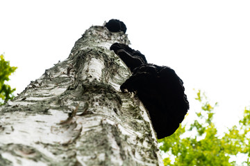 Mushrooms growing on a birch tree that strives toward the sky