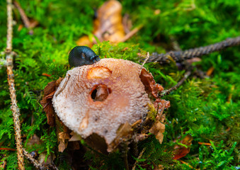Black forest snail eating on a 
mushroom  in the woods