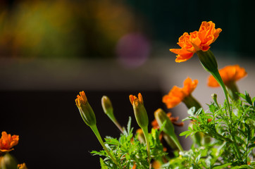 Beautiful orange marigold flower and buds on a bright sunny day. Background intentionally out of focus