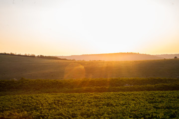 sunset over wheat field