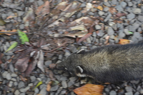 coati caminando 