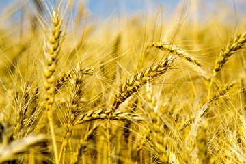 Fototapeta premium Golden wheat field with blue sky in background. Golden wheat field and sunny day