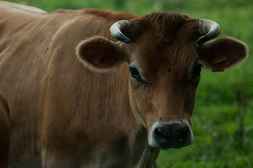 cow in a field