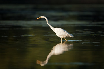 great egret, ardea alba