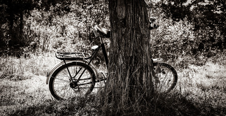 Old bike stay near tree in a park. Image in black and white color style