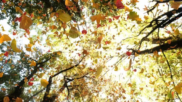 Autumn Leaves From Above - Realistic Atmospheric Video Background Loop // An autumn looking up in a broad-leaved forest. Idyllic color tones of detailed depicted leaves and trees add to the experience