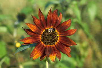 Bumblebee on a yellow sun flower close up with blurred bokeh background.