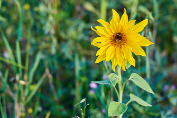 Bumblebee on a yellow sun flower close up with blurred bokeh background.  Copy space.