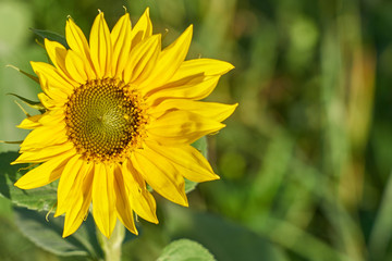 Yellow sun flower with blurred bokeh background on a feald on a sunny day. Copy space.