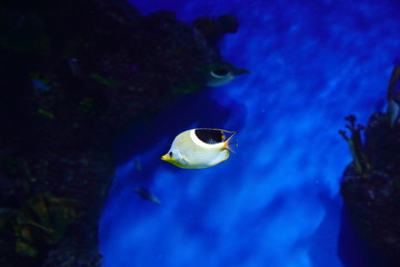 Fish, sea urchins and crabs, fugu and stars, as well as other inhabitants of warm coral reefs...