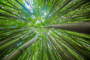 looking up in a bamboo forest