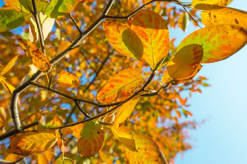 Foliage in a blue sky in autumn colors in sunlight at fall