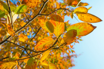 Obraz premium Foliage in a blue sky in autumn colors in sunlight at fall