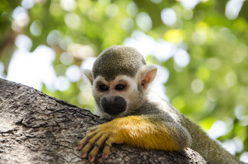 Angry monkey behind a tree