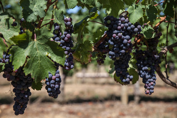 Madiran (Hautes-Pyrénées, France) - Vignoble