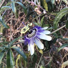 Automne et passiflore d’octobre 2018 près de Lyon