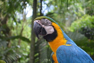 guacamayo azul
