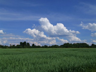 Obraz premium Rural landscape 