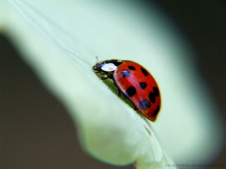 Ladybug  © kretowski