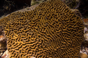 Coral of Belize