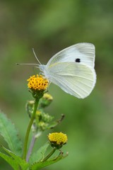 Cabbage butterfly