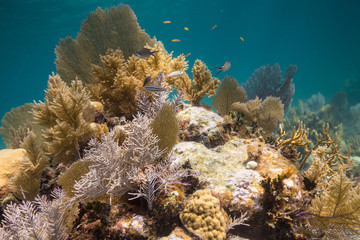 Naklejka na ściany i meble Coral of Belize