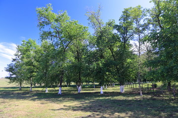 Groomed and cleaned of excess vegetation in the deciduous edge of the theme Park