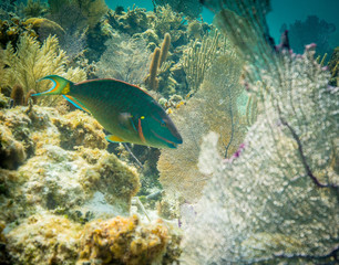 Naklejka na ściany i meble Parrotfish in Belize