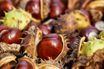 Fallen chestnuts and leaves. Autumn sign.