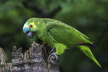 Papagaio verdadeiro