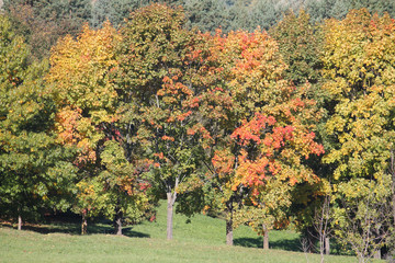 Autumn landscape with deciduous trees that began to turn red and yellow