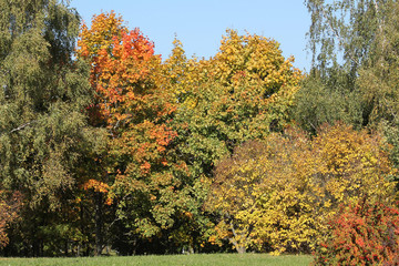 Autumn landscape with deciduous trees that began to turn red and yellow against clear blue sky