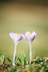 Crocus Flower in Spring