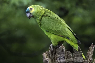 Tischdecke Papagaio verdadeiro © Art by Pixel