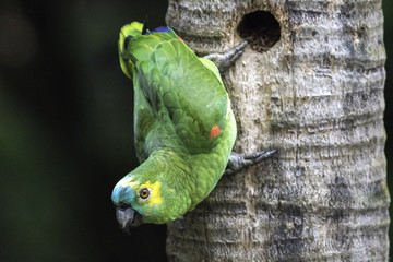Papagaio verdadeiro amazona ave