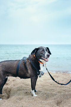 Dog On Beach With GoPro Harness