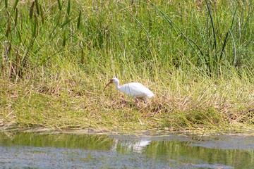 great white egret in swamp