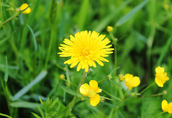 Yellow small flowers and dandelion in the green grass