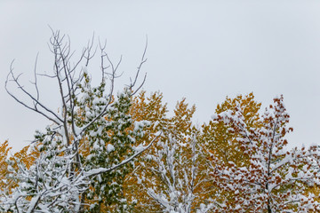 Trees covered in snow in the winter
