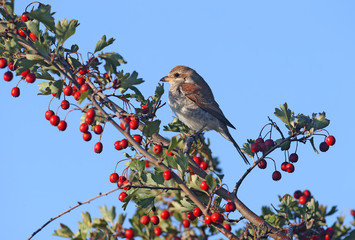 Red backed shrike sits on a hawthorn bush surrounded by bright red berries
