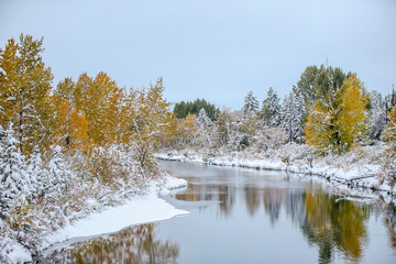 Trees along a river in the snow