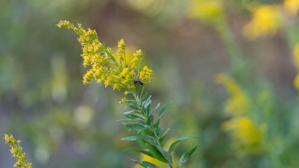 Yellow flowers on a sunny September afternoon in Texas City Park