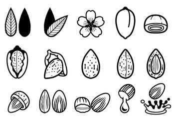 almond seed develop and product from almonds (icon concept).